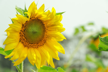 Naklejka premium Sunflower with blue sky background
