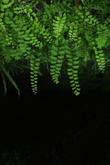 Green leaves pattern background, Natural background and wallpaper