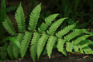 fern texture closeup in forest - obrazy, fototapety, plakaty