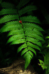 Black tree fern leaf detail on dark background, single leaf