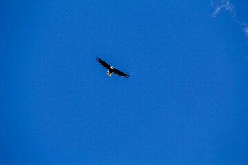 eagle in flight