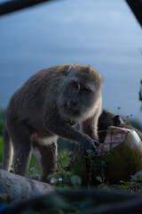 Monkey eating a coconut Bali