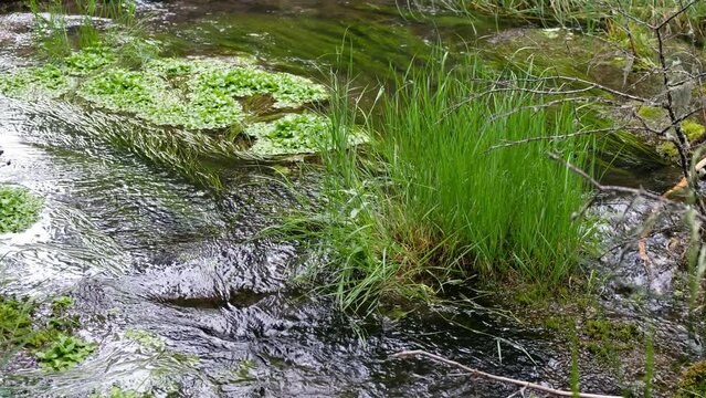 Video of swampy mossy stream in Altai taiga forest
