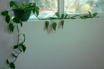 green ivy vine creeping along a window sill out of a pot