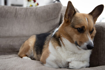 portrait of a pembroke welsh corgi sitting on a couch, restful