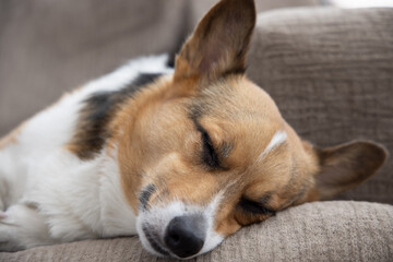 portrait of pembroke welsh corgi sleeping on a brown couch