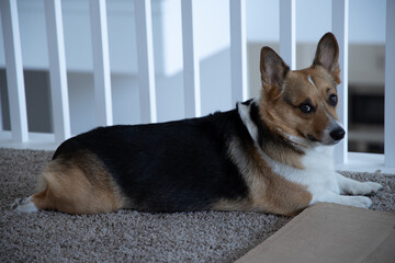 portrait of a pembroke welsh corgi looking suspicious