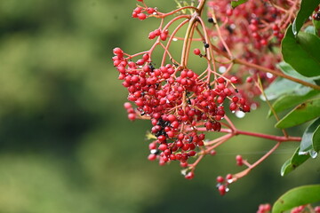 Sweet viburnum ( Viburnum odoratissimum ) tree.
Viburnaceae evergreen tree. White florets bloom in early summer and berries ripen red to blue-black in fall. Used for hedges and fire trees.