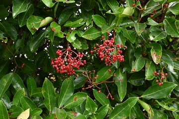 Sweet viburnum ( Viburnum odoratissimum ) tree.
Viburnaceae evergreen tree. White florets bloom in...