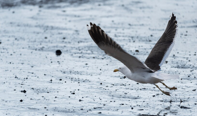 seagull in flight