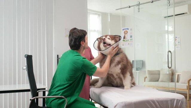 Wide shot of male animal doctor examining sick fluffy dog in cone of shame sitting on couch next to owner on consultationWide shot of male animal doctor examining sick fluffy dog in cone of shame sitt