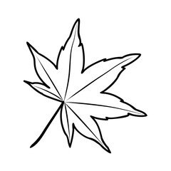 maple leaf vector icon