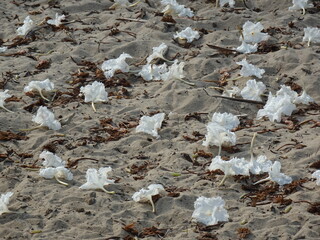 White flowers scattered on the beach in Betania village (Morondava, Madagascar)