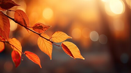 Naklejka na ściany i meble Autumn leaves on the sun and blurred trees . Fall background