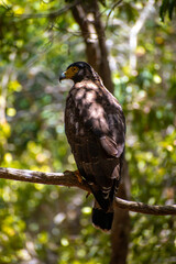 Crested Serpent Eagle, wilpattu National Park Sri Lanka, Closeup of the front of Crested Serpent Eagle