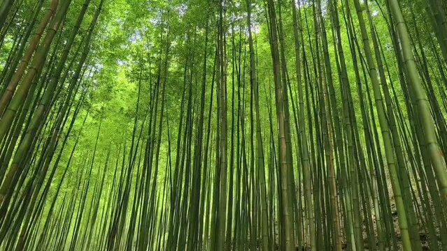 Green bamboo forest in Mu Cang Chai, Yen Bai, Vietnam. Natural background.