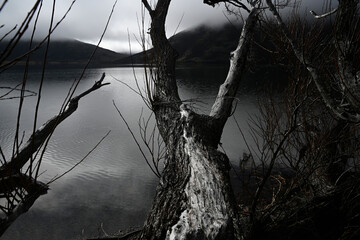 Willow Trees overhanging Lake Pearson at Dawn, Canterbury, New Zealand