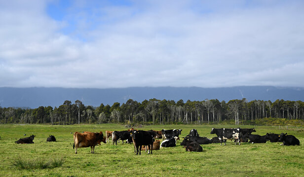 Dairy Cow Herd at Karamea, West Coast, New Zealand