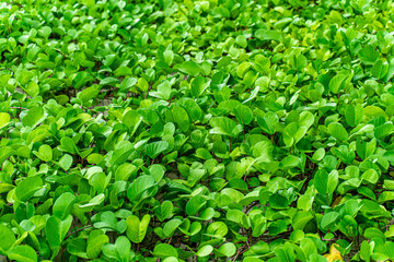 Obraz premium Closeup of goat's foot creeper or beach Morning Glory on the ground. .Usually, this plant grows along the beach by the sea.