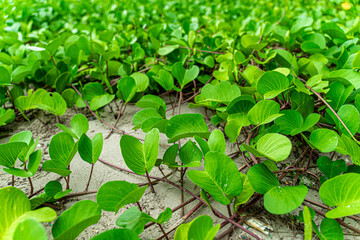 Closeup of goat's foot creeper or beach Morning Glory on the sand. .Usually, this plant grows along the beach by the sea. © Pichayasak Tongduang