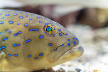 Close-up of a blue-spotted grouper showcases its intricate and vibrant coloration, a testament to...