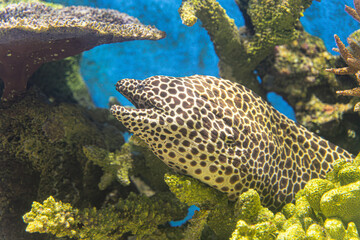 Close-up of exploring the vibrant underwater world reveals a mesmerizing realm adorned with colorful corals and a diverse array of tropical fish.