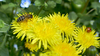 Blooming dandelions. Forest bees collect nectar.