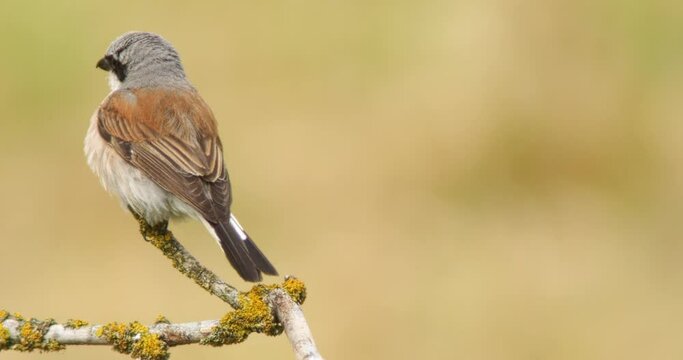one red-backed shrike male (lanius