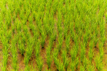 A rice field in India