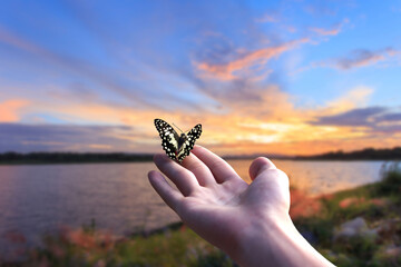 flying butterfly and human hands on abstract sunny natural background. freedom, save wild nature,...