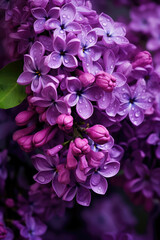 Beautiful Lilac Close-Up Abstract Background