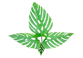 a large green leaf is shown on a white background, Green leaf isolated on white background, Green...