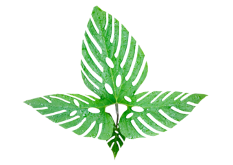 a large green leaf is shown on a white background, Green leaf isolated on white background, Green leaves of tropical Green  isolated on white background,