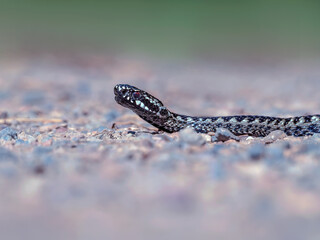 Common European viper on a ground. Close-up, selective focus