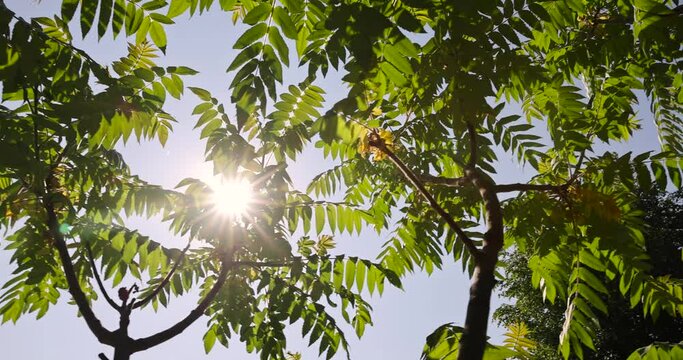 sumac tree with green foliage in windy weather, beautiful sumac tree in sunny weather