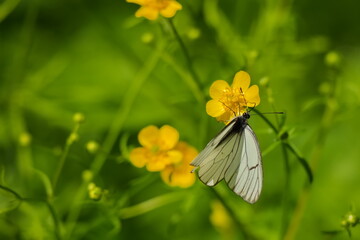Butterflies on summer forest flowers.