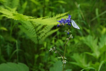 Butterflies on summer forest flowers.