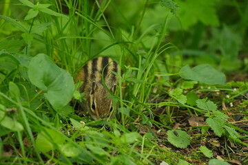 Chipmunk looking for food in the Siberian forest.