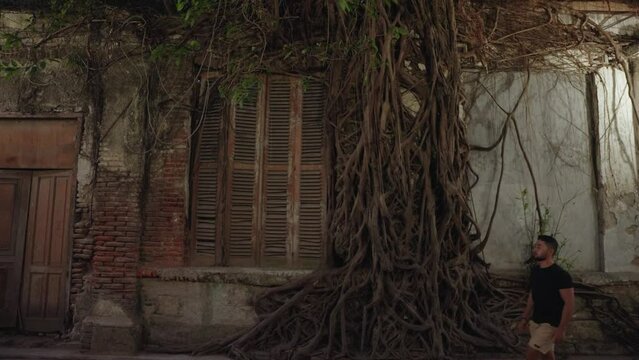 Ficus Tree Growing at Wall - Kota Lama Semarang Old Town Preserved Colonial City Indonesia