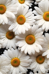 Obraz premium Creative fruits vegetable concept. Fresh daisy daisies glistering with water droplet. flat lay top view 