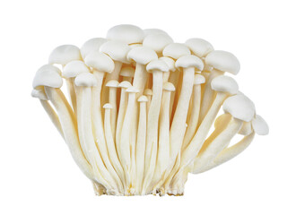 Shimeji mushroom isolated on white background.