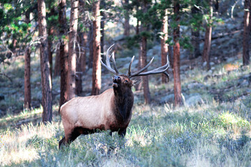 Elk in Rut in the Rocky Mountains