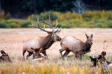 Naklejka na ściany i meble Elk in Rut in the Rocky Mountains