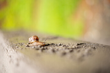 Snail on a stroll