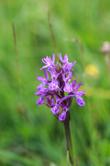 Obraz premium Orchis. A genus of plants in the Orchid family. It is the type genus of the orchid family and one of the largest genera of the subtribe Orchidinae