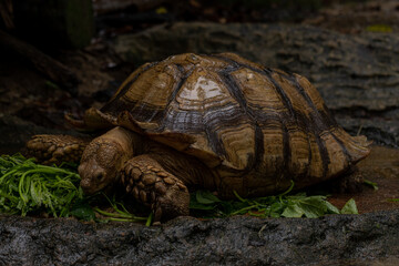 Full lenght portrait of Sulcata tortoise or African spurred tortoise