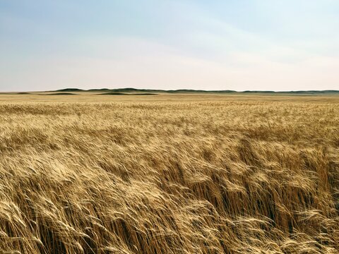 Amber Waves of Eastern Montana Grain