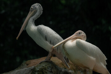 Two giant white pelicans sitting on the rock