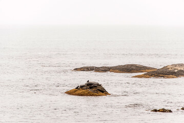 Exploring seals wildlife at the beach in the morning mist at Kejimkujik National Park Seaside, Nova...