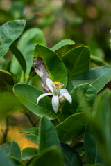 Vibrant Green Leaf with Lemon Flower in Natural Wildlife Setting